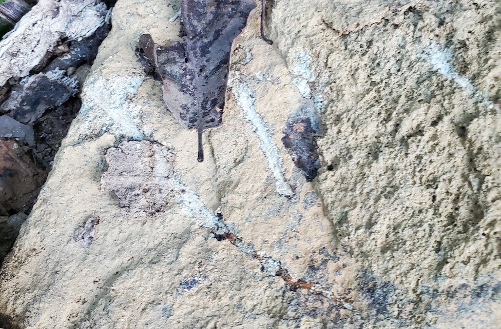 A photo of what might be a rock scratched by a bear's claw. A photograph of a rock with several scratches.