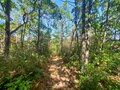 A photo of the forest, trails.
