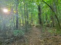 A photo of the forest, trails.